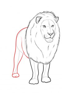 drawings tumblr king lion zeichnen  Löwe Schritt DekoKing Schritt für