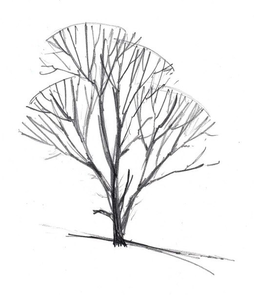 Einen Baum Einfach Mit Bleistift Zeichnen Dekoking Diy