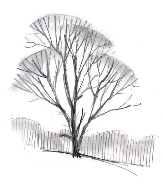 Einen Baum Einfach Mit Bleistift Zeichnen Dekoking Diy
