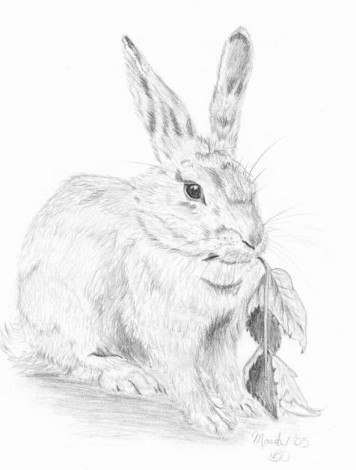Kaninchen einfach zeichnen - DekoKing