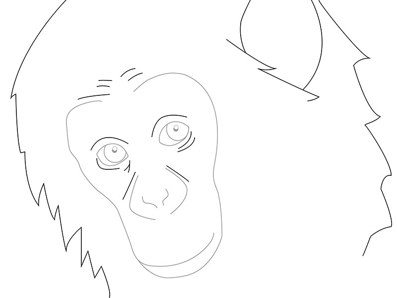 Affe realistisch zeichnen - DekoKing
