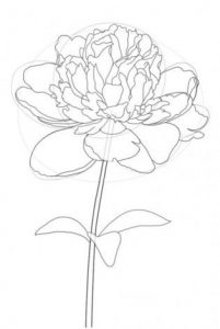 Pfingstrose zeichnen - Blumen Zeichnung-dekoking-com-1