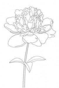 Pfingstrose zeichnen - Blumen Zeichnung-dekoking-com-4