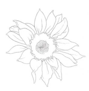 Sonnenblume zeichnen - Anleitung - Blumen zeichnen lernen-dekoking-com-1