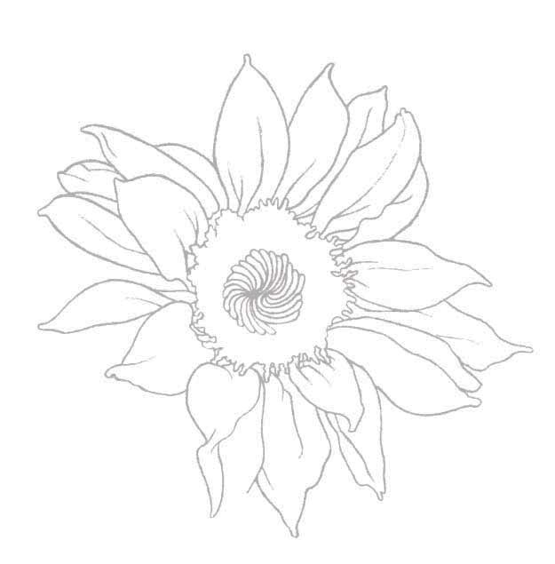 Sonnenblume Zeichnen Lernen Schritt Fur Schritt Anleitung Jeden tag werden tausende neue, hochwertige bilder hinzugefuegt. sonnenblume zeichnen lernen schritt