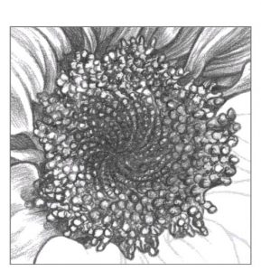 Sonnenblume zeichnen - Anleitung - Blumen zeichnen lernen-dekoking-com-10