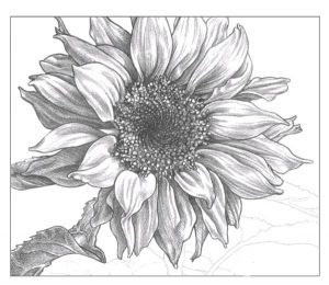 Sonnenblume zeichnen - Anleitung - Blumen zeichnen lernen-dekoking-com-11