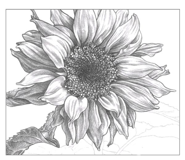 Sonnenblume Zeichnen Lernen Schritt Fur Schritt Anleitung Lerne, wie man eine blume zeichnet, indem du den schritten in dieser. sonnenblume zeichnen lernen schritt
