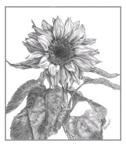 Sonnenblume zeichnen - Anleitung - Blumen zeichnen lernen-dekoking-com-16
