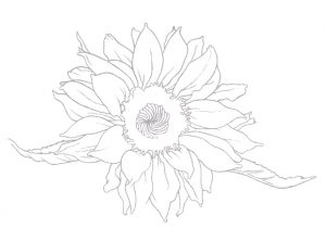 Sonnenblume zeichnen - Anleitung - Blumen zeichnen lernen-dekoking-com-2