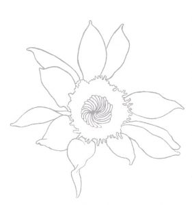 Sonnenblume zeichnen - Anleitung - Blumen zeichnen lernen-dekoking-com