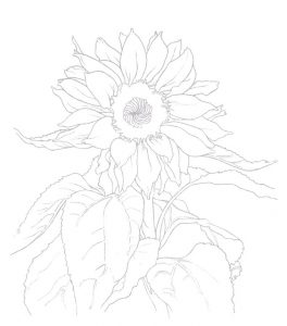 Sonnenblume zeichnen - Anleitung - Blumen zeichnen lernen-dekoking-com-5