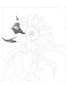 Sonnenblume zeichnen - Anleitung - Blumen zeichnen lernen-dekoking-com-6