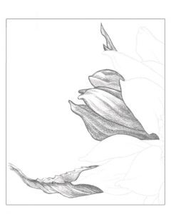 Sonnenblume zeichnen - Anleitung - Blumen zeichnen lernen-dekoking-com-7
