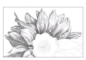Sonnenblume zeichnen - Anleitung - Blumen zeichnen lernen-dekoking-com-9