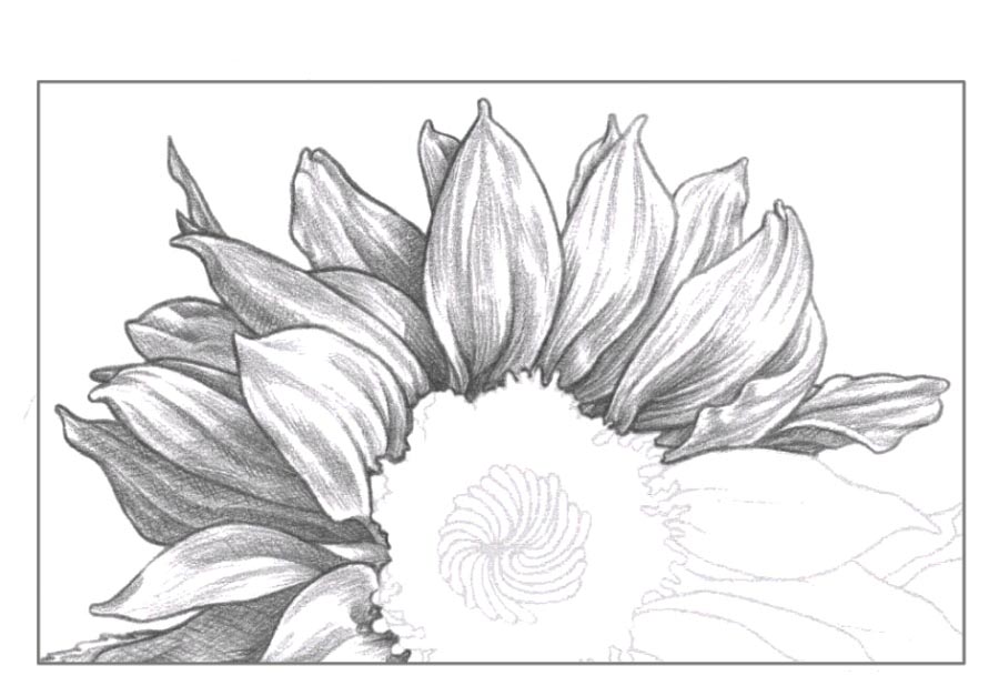 Sonnenblume Zeichnen Lernen Schritt Fur Schritt Anleitung Aus einer grundform ueber 40 einfache blumen zeichnen zeichnen. sonnenblume zeichnen lernen schritt