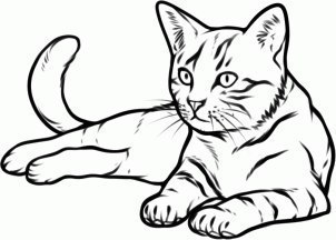 Katze zeichnen lernen-dekoking-com-4