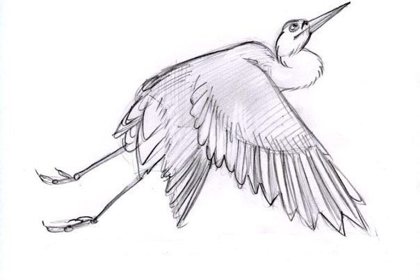 Storch zeichnen - einfach und schnell-dekoking-com-2