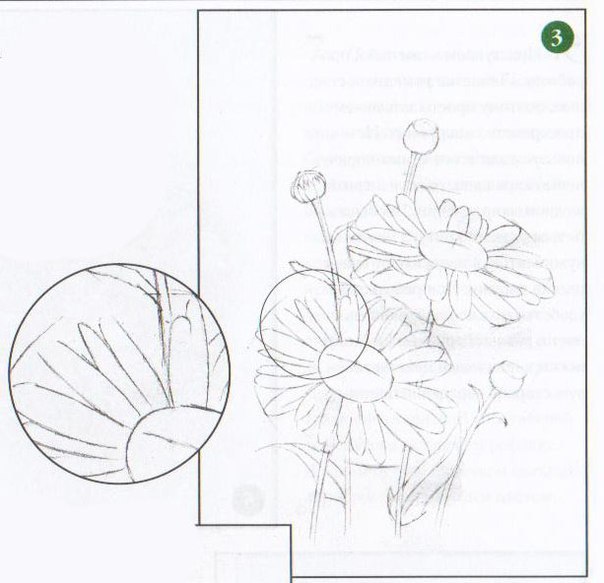 Kamille mit Bleistift zeichnen - zeichnen lernen-dekoking-com-6