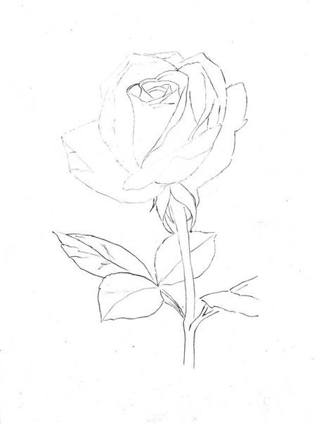 Malen einfach rosen Rose Zeichnen
