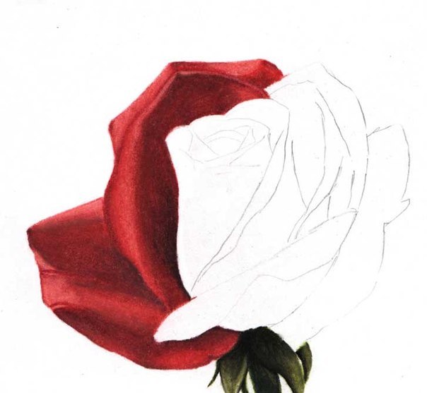 Wie zeichnet man eine Rose - Anleitung - Rose einfach malen-dekoking-com-4