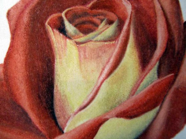 Wie zeichnet man eine Rose - Anleitung - Rose einfach malen-dekoking-com-5