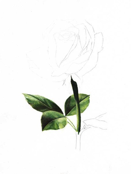 Wie zeichnet man eine Rose - Anleitung - Rose einfach malen-dekoking-com-6