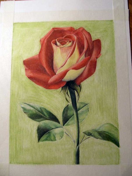 Wie zeichnet man eine Rose - Anleitung - Rose einfach malen-dekoking-com
