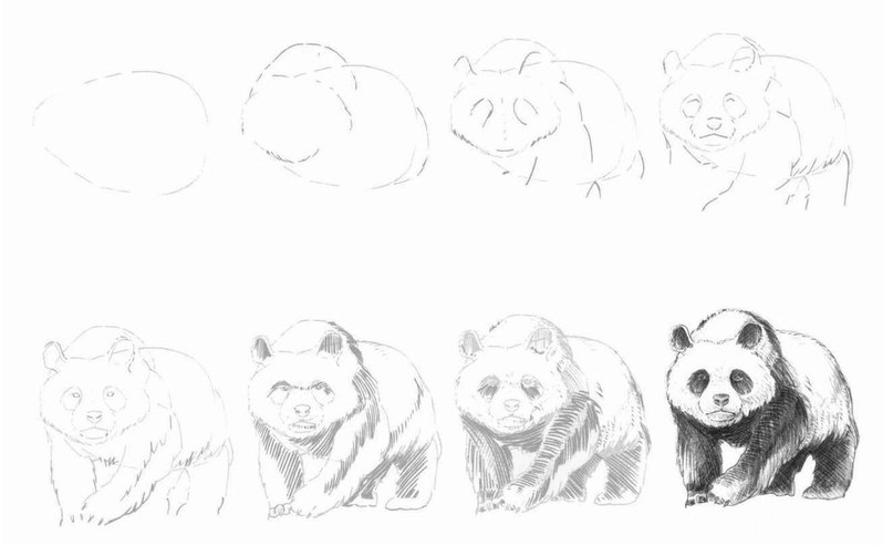 panda zeichnen lernen  schritt für schritt anleitung