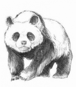 panda zeichnen anleitung dekoking com