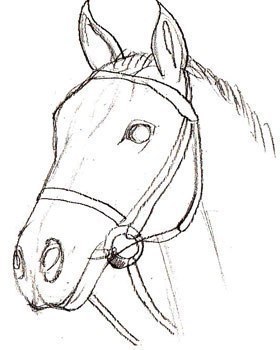 pferd-realistisch-zeichnen-dekoking-com-1