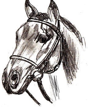 pferd-realistisch-zeichnen-dekoking-com