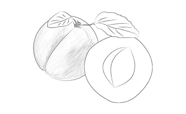aprikose-zeichnen-dekoking-com-3