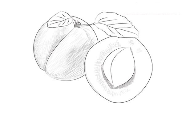 aprikose-zeichnen-dekoking-com-4