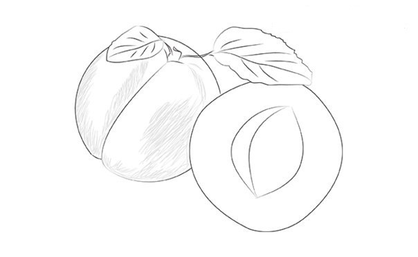 aprikose-zeichnen-dekoking-com-5