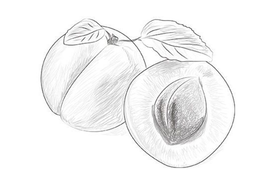 aprikose-zeichnen-dekoking-com