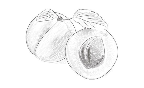 aprikose-zeichnen-dekoking-com