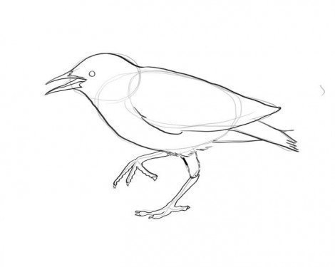vogel-zeichnen-schritt-fuer-schritt-dekoking-com-1