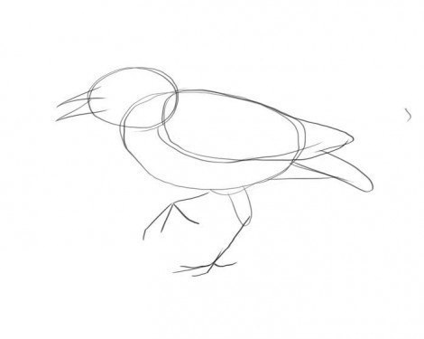 vogel-zeichnen-schritt-fuer-schritt-dekoking-com-4