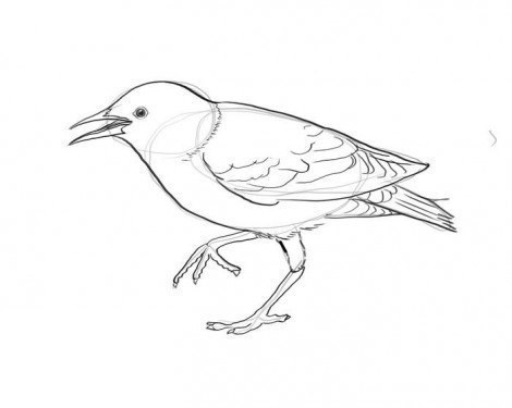 vogel-zeichnen-schritt-fuer-schritt-dekoking-com