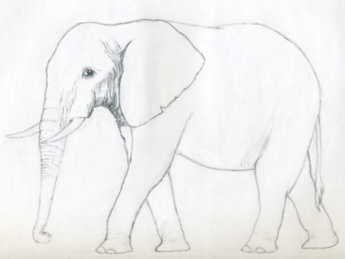 elefant-einfach-zeichnen-dekoking-com-2