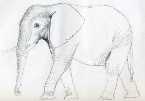 elefant-einfach-zeichnen-dekoking-com-5