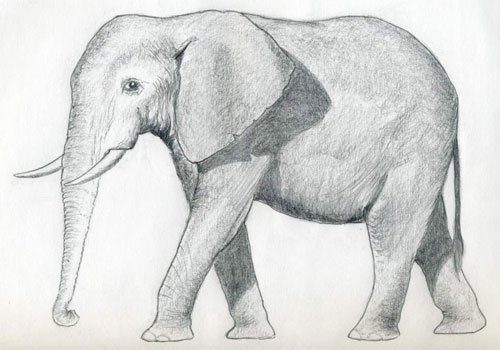 elefant-einfach-zeichnen-dekoking-com-8