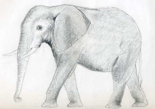 elefant einfach zeichnen  dekoking  diy bastelideen