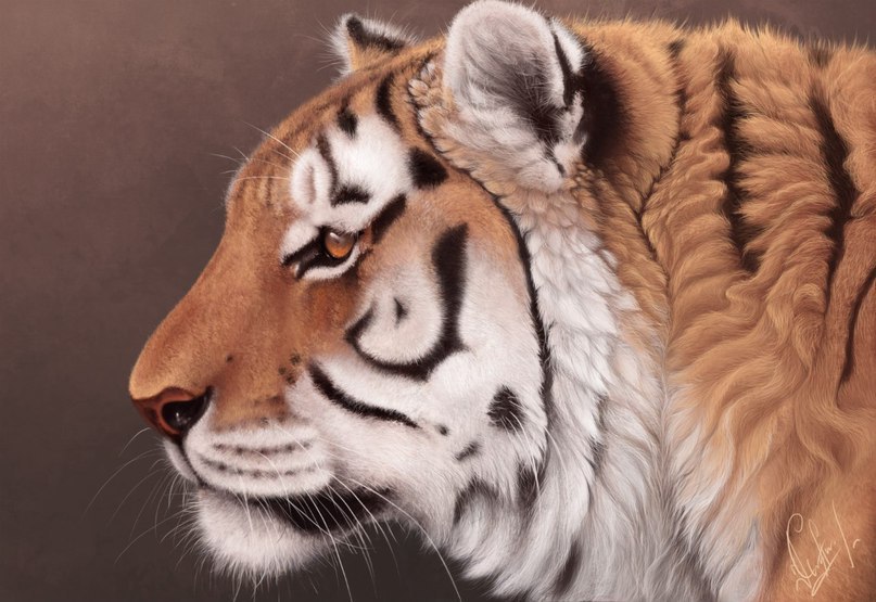 tiger-realistisch-malen-dekoking-com-4