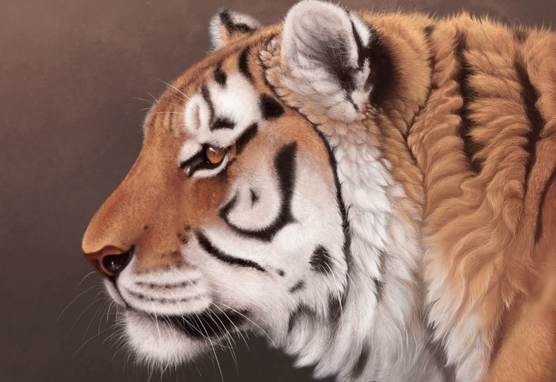 Tiger realistisch malen - DekoKing - DIY Bastelideen, Dekoideen