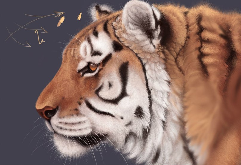 tiger-realistisch-malen-dekoking-com