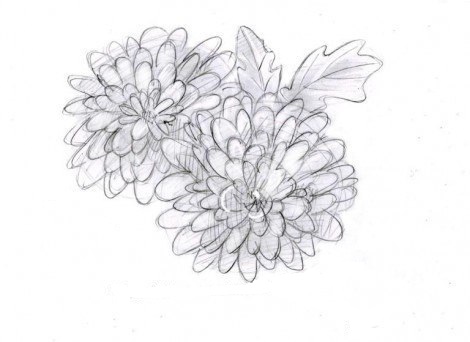 chrysanthemen-einfach-zeichnen-dekoking-com-5