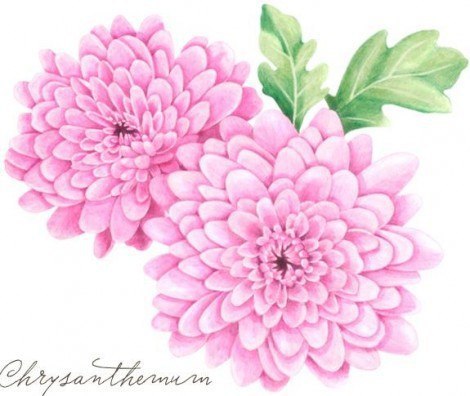 chrysanthemen-einfach-zeichnen-dekoking-com