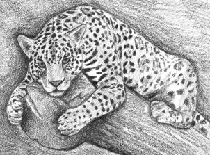 jaguar-zeichnen-schritt-fuer-schritt-dekoking-com-1